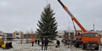 Уфимец вырастил огромную ель и подарил ее городу - Mkset.Ru