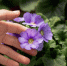 2148447088_Petunia - News102.Ru