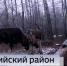 Поединок лосей попал в объектив фотоловушки в Гафурийском районе Башкирии | ГТРК «Башкортостан» - ГТРК Башкортостан
