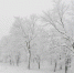 tree-covered-with-snow-on-winter-storm-day-in-forest-mountains - News102.Ru