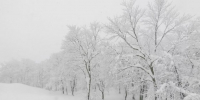 tree-covered-with-snow-on-winter-storm-day-in-forest-mountains - News102.Ru
