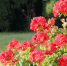 711_geran - News102.Ru