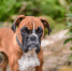 34999_bulffmastif - News102.Ru