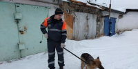 В Башкирии спасатели вытащили застрявшую в погребе собаку - Комсомольская правда