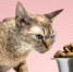 2149218472_cat - News102.Ru