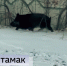 Бегающего по городу дикого кабана сняли на видео в одном из городов Башкирии | ГТРК «Башкортостан» - ГТРК Башкортостан