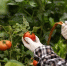 side-view-woman-picking-tomatoes_23-2149893511 - News102.Ru