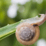 snail-leaf_1112-246 - News102.Ru