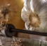garlic-onions-basket-with-parsley-herbs-dried-dill-wooden-table_1094263-1402 - News102.Ru