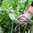 gardener-s-hand-glove-with-torn-weeds-weed-control-spring-preparation-land-garden_150893-127 - News102.Ru
