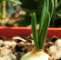 close-up-plants-growing-outdoors_1048944-28773965 - News102.Ru