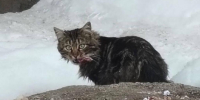 После взрыва в жилом доме в Башкирии нашли кота с обгоревшим хвостом - ProUral.Info
