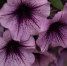 close-up-pink-flowers_1048944-2304380 - News102.Ru
