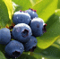 fresh-blueberries-green-leaf-nature-generated-by-ai_188544-151937 - News102.Ru