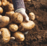 fresh-organic-potatoes-hand-field_86639-853 - News102.Ru