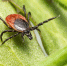 brown-black-spider-green-leaf_209690-315 - News102.Ru