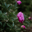 close-shot-pink-flowers-with-blurred-natural_181624-5195 - News102.Ru