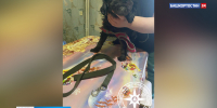 В плену поводка: в Уфе собаке потребовалась помощь спасателей | ГТРК «Башкортостан» - ГТРК Башкортостан