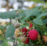 raspberry-with-leaf_81856-698 - News102.Ru