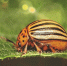 close-up-butterfly-leaf_1048944-10061899 - News102.Ru