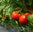 fresh-tomatoes-plant-growing-field-garden-red-ripe-tomatoes-greenhouse-copy-space_90080-1 - News102.Ru