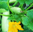 squashes-grow-garden_392895-152953 - News102.Ru