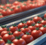 Инвесторам Башкирии предложили производить консервированную продукцию - Сетевое издание Республика Башкортостан