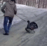 Глухаря-задиру, цепляющегося к прохожим, сняли на видео в Башкортостане | ГТРК «Башкортостан» - ГТРК Башкортостан