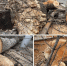 На уфимской улице Чернышевского приступили к спиливанию старых деревьев - Комсомольская правда