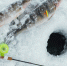 2148853268_fishing - News102.Ru