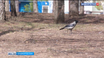 Ночные заморозки до -2 ожидаются в Башкортостане в ближайшие дни | ГТРК «Башкортостан»