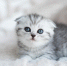 кот котенок - News102.Ru