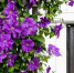 close-up-clematis-flowering-plant-by-window_1048944-8199852 - News102.Ru