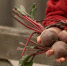 woman-gathering-beets-from-farm_23-2150454965 - News102.Ru