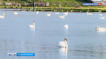 Лебединое озеро: сотни белоснежных птиц поселились на водоеме в Башкортостане | ГТРК «Башкортостан»