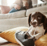 animal-dog-play-with-shoes-living-room-guilty-mess-by-biting-sneaker-explore-protection-pet-puppy-training-relax-carpet-with-chewing-behaviour-friend-toy-development_590464-388604 - News102.Ru