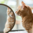 cat-looking-itself-mirror-reflection-cat-looking-it_1172931-2983 - News102.Ru