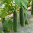 green-cucumber-growing-field-vegetable-harvesting_1627-2353 - News102.Ru