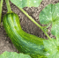 high-angle-view-vegetable-growing-field_1048944-2712269 - News102.Ru