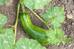 high-angle-view-vegetable-growing-field_1048944-2712269