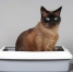 housetrained-cat-sitting-cat-toilet-litter-box_650503-480 - News102.Ru