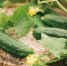 close-up-fresh-green-plant_1048944-15446571 - News102.Ru