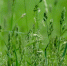 close-up-shot-grass-field_181624-3059 - News102.Ru