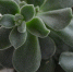 close-up-flowers-against-blurred-background_1048944-8254394 - News102.Ru