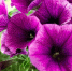 bed-purple-petunias-petunia-grandiflora_80295-1294 - News102.Ru