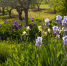 Beautiful scenery of purple irises and an orchard in Provence - News102.Ru