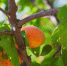 Apricot fruit tree and leaves. side view. - News102.Ru