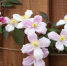 White flowers on a wooden fence close-up. - News102.Ru