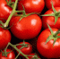 tomatoes - News102.Ru