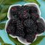 top view blackberry in a bowl with leaf branches on a light blue background - News102.Ru